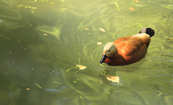 Ruddy Shelduck（Tadorna ferruginea）