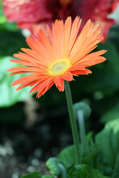 橙色非洲菊雛菊