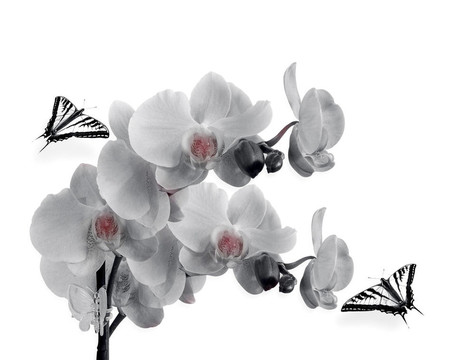 白色蘭花和蝴蝶