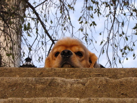 疲憊的可卡獵鷸犬