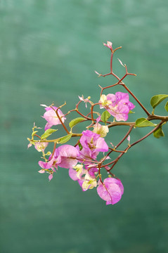 春天的花朵