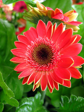 花
