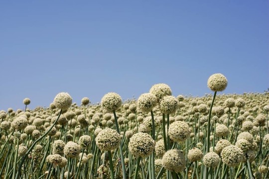 白色的洋蔥花