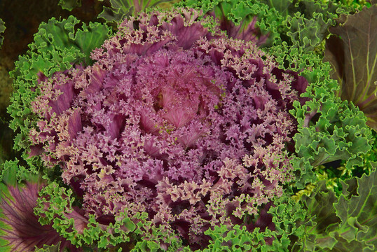 裝飾白菜01