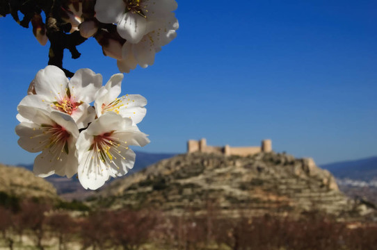 杏仁花和西班牙城堡背景