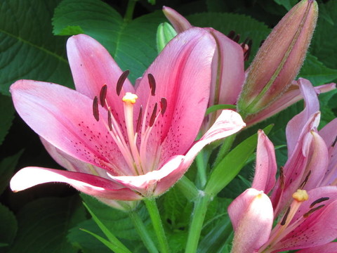 粉色的百合花