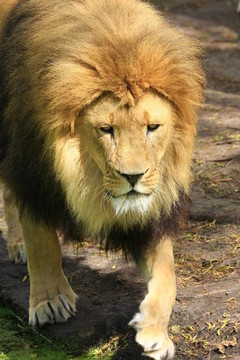 獅子