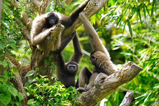 Gibbon的猴子