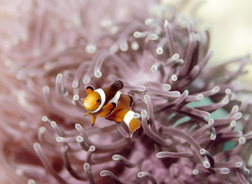 小丑魚