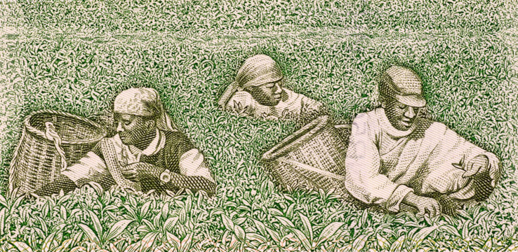 農(nóng)民采摘的茶
