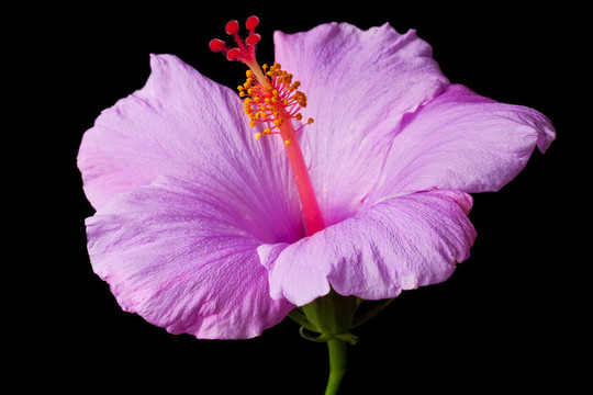 粉紅色的芙蓉分離