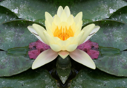 黃色的百合花