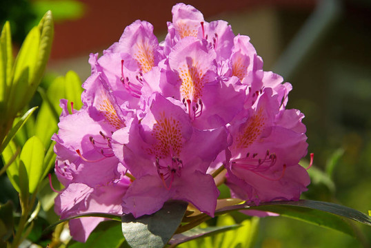 杜鵑花09