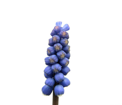 一個(gè)單一的開花葡萄風(fēng)信子的白
