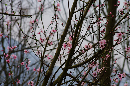 桃花報(bào)春