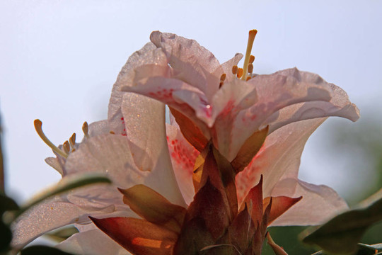 杜鵑花