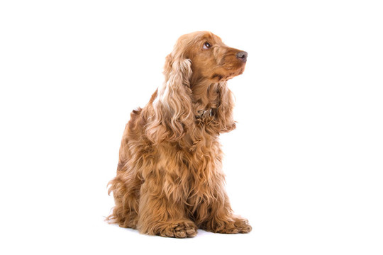 可卡犬
