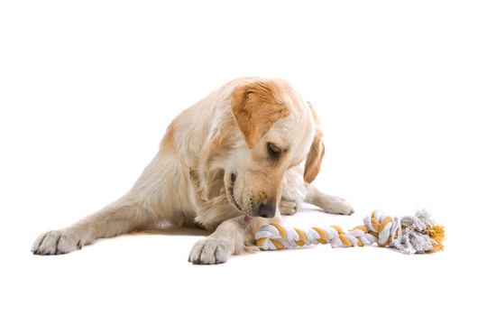 金毛獵犬