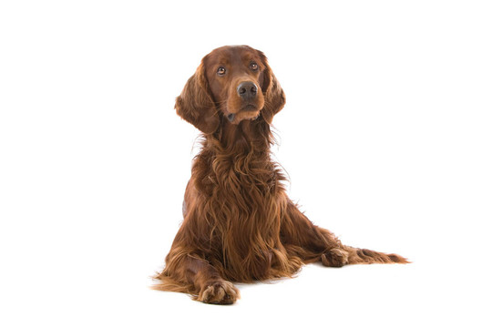 愛爾蘭雪達(dá)犬