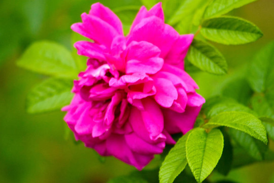 五顏六色的花朵