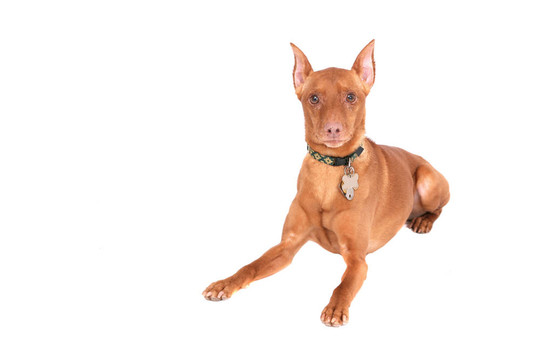 迷你杜賓犬
