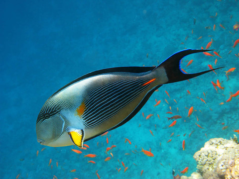 Sohal surgeonfish和珊瑚礁