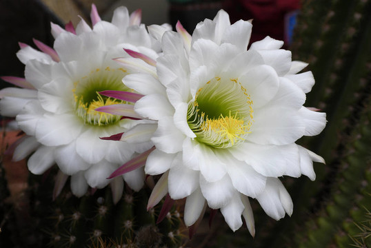 夜間開花的仙人掌花