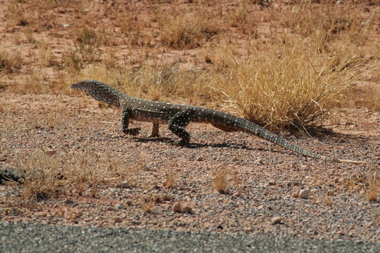 眼斑巨蜥Varanus giganteus -