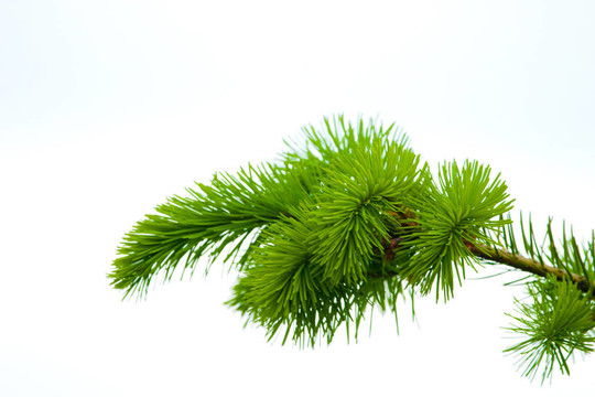 野生植物