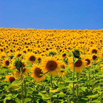 向日葵花田