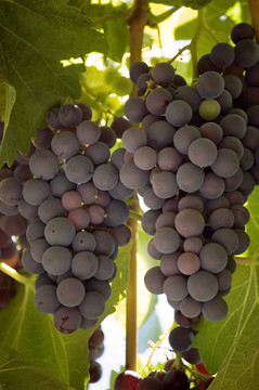 racimo UVAS =葡萄