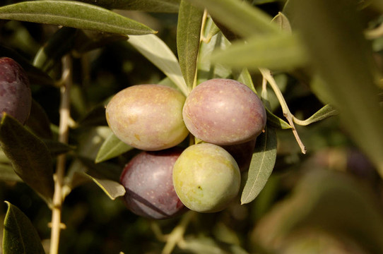 橄欖和橄欖branchens