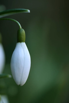 雪花蓮