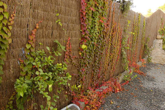 花園里的新鮮枝葉和葡萄藤