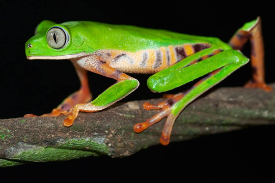 phylomedusa tomopterna
