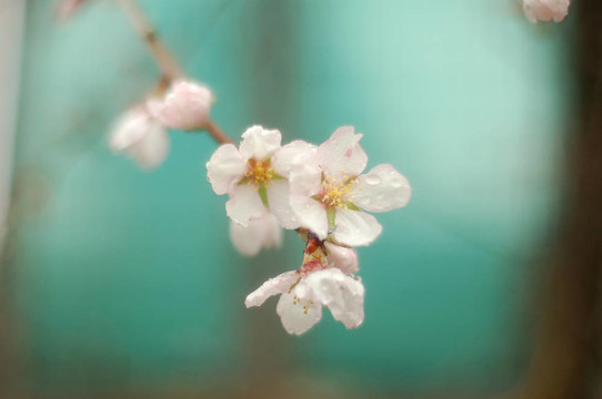 在杏仁樹上的白花