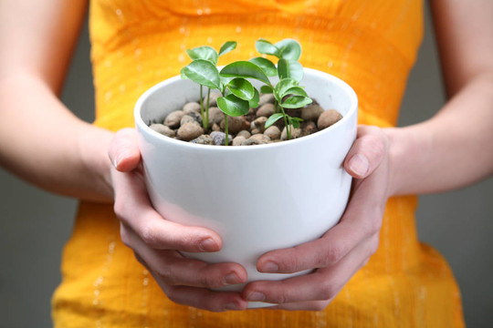 植物在手