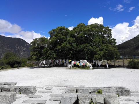 千年榆樹(shù)