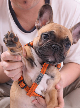 法國(guó)斗牛犬