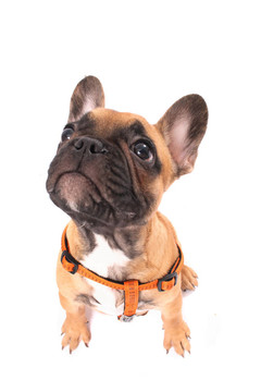 法國斗牛犬