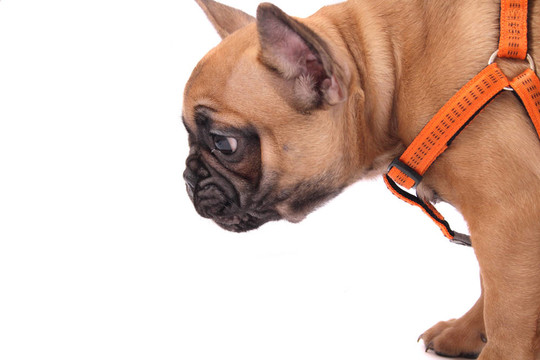 法國斗牛犬