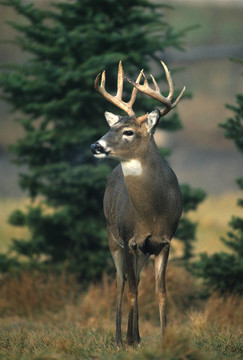 好奇的Whitetail Buck