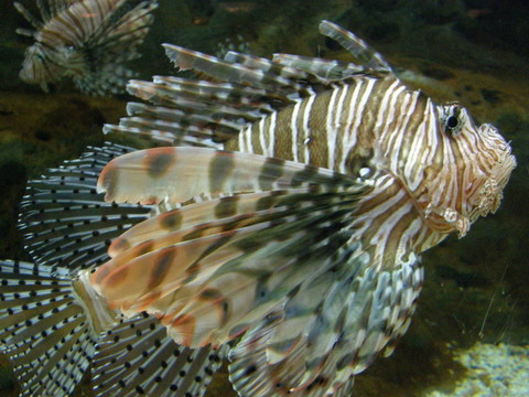 魚