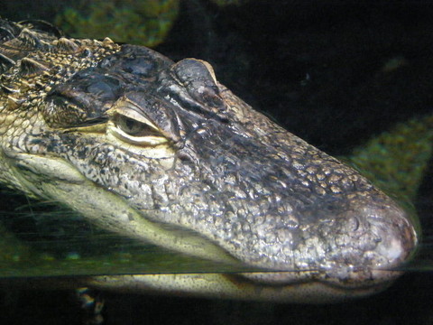 鱷魚(yú)