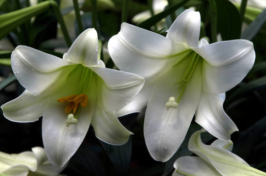 白色的復(fù)活節(jié)百合花