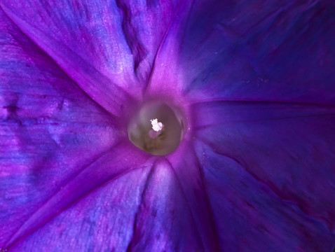 旋花屬秈型