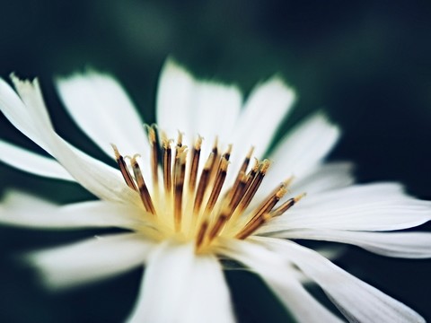 花開