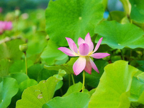 荷花