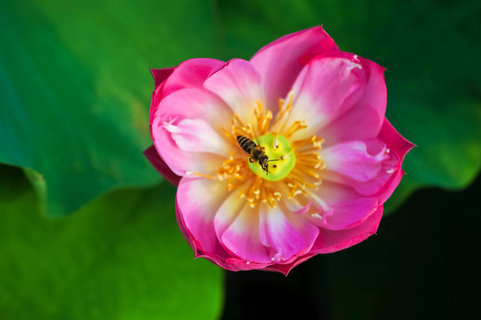 紅蓮蜜蜂