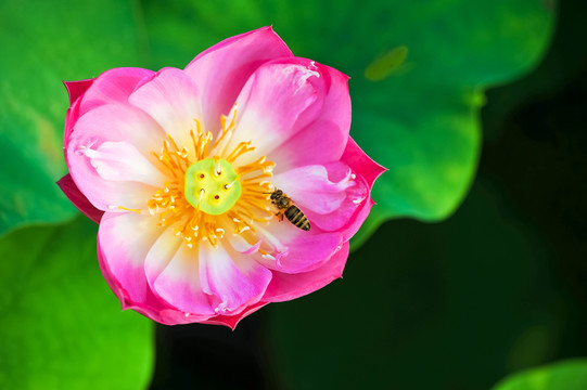 紅蓮蜜蜂